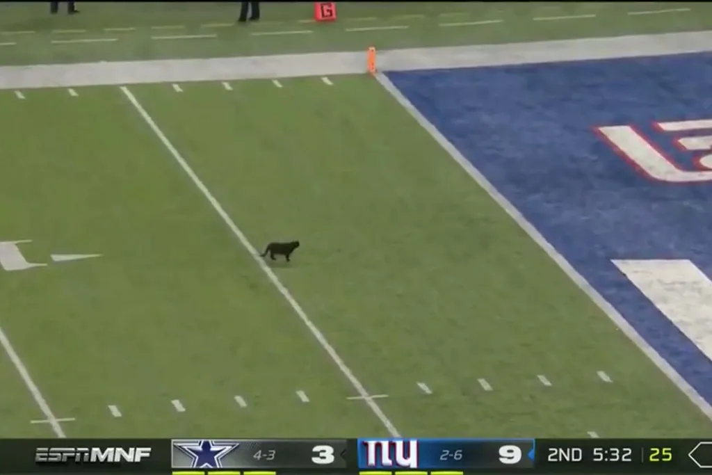 black cat runs onto field New York Giants Dallas Cowboys NFL game
