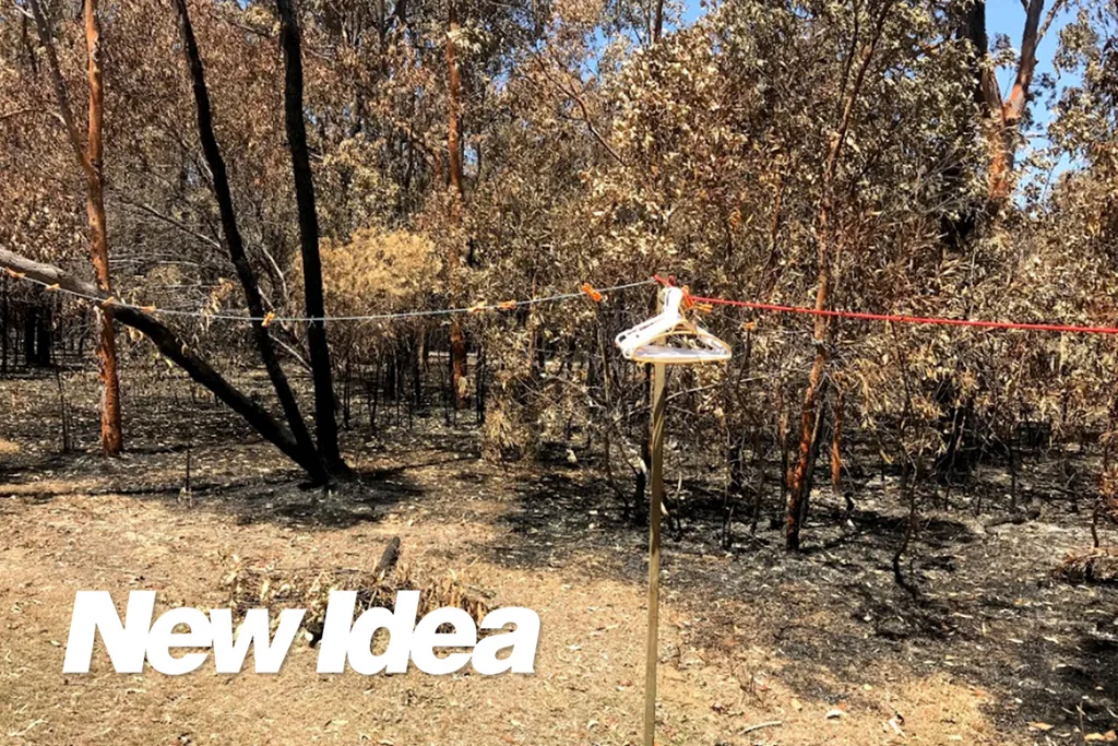 Burnt trees and washing line