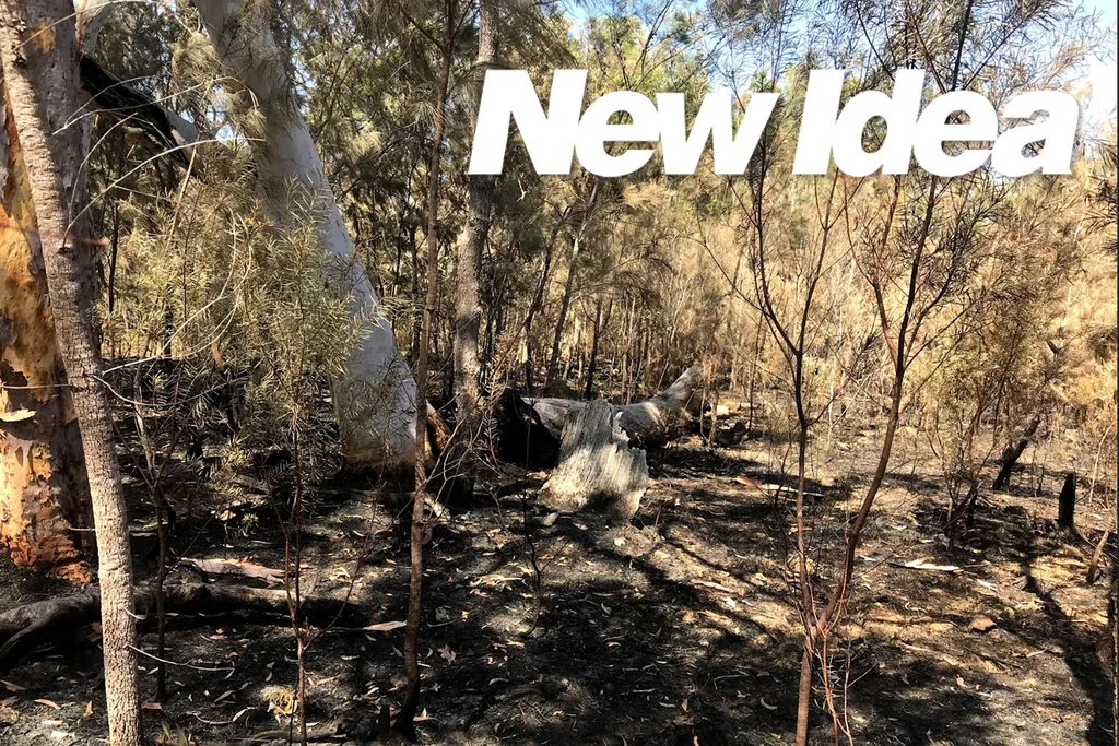 Charred trees are all around the Sunshine Coast
