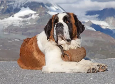 A St Bernard dog lying on the ground in front of mountains