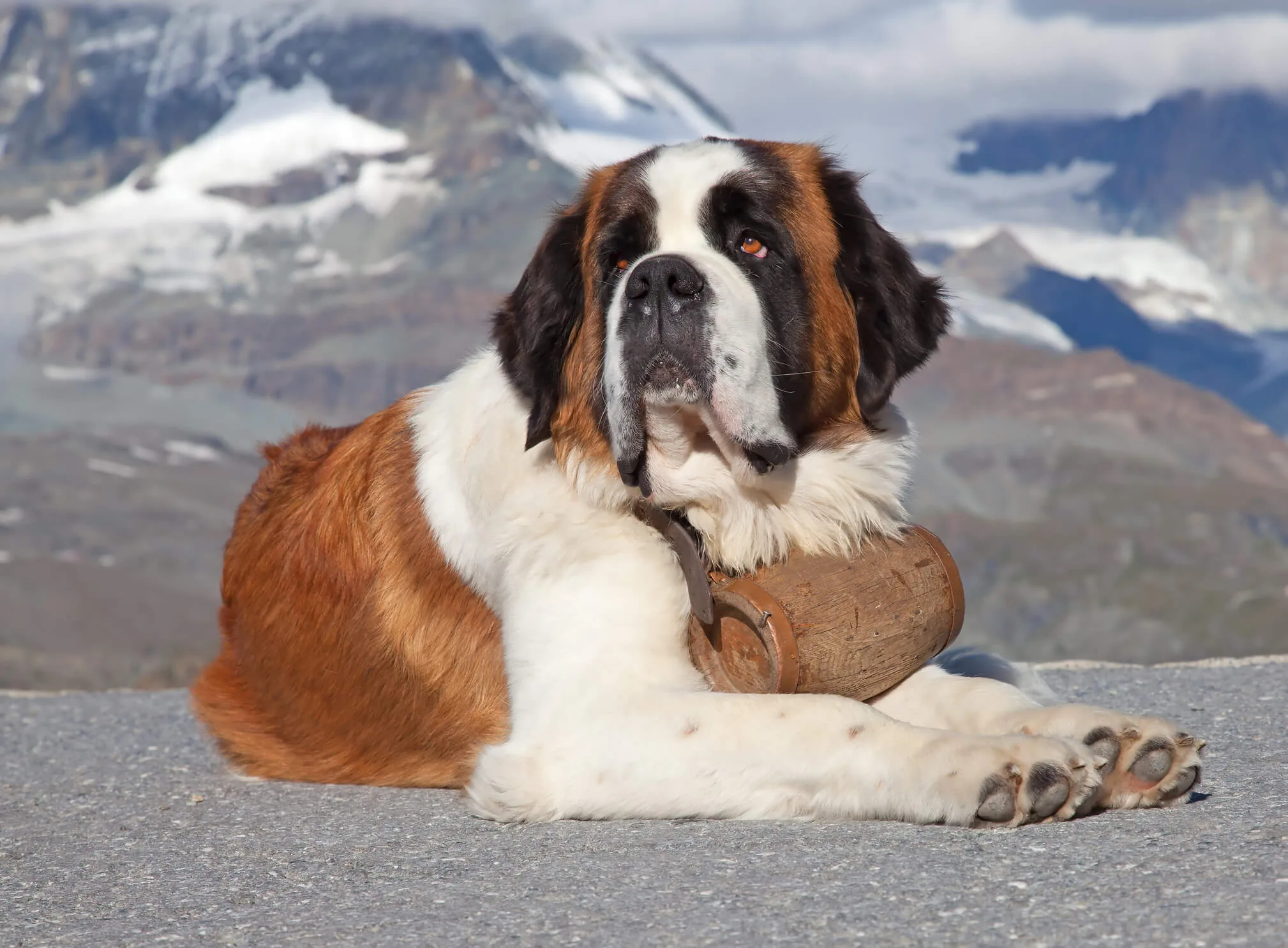 Beethoven Dog (the Movie) - The Most Famous St Bernard Ever! | New Idea
