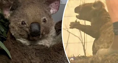 Hospital receives $1.6m in donations to help koalas impacted by bushfires