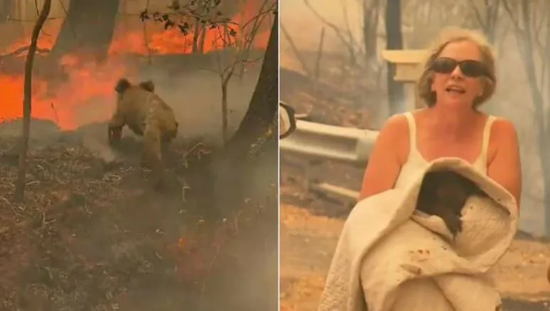 Lewis the koala rescued in the fires dies