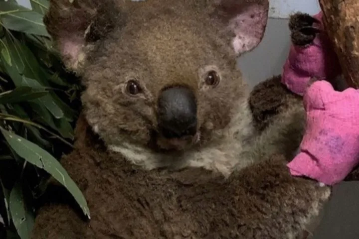 An animal hospital has received more than $1.6 million in donations to help treat injured koalas than have been affected by the New South Wales bushfires