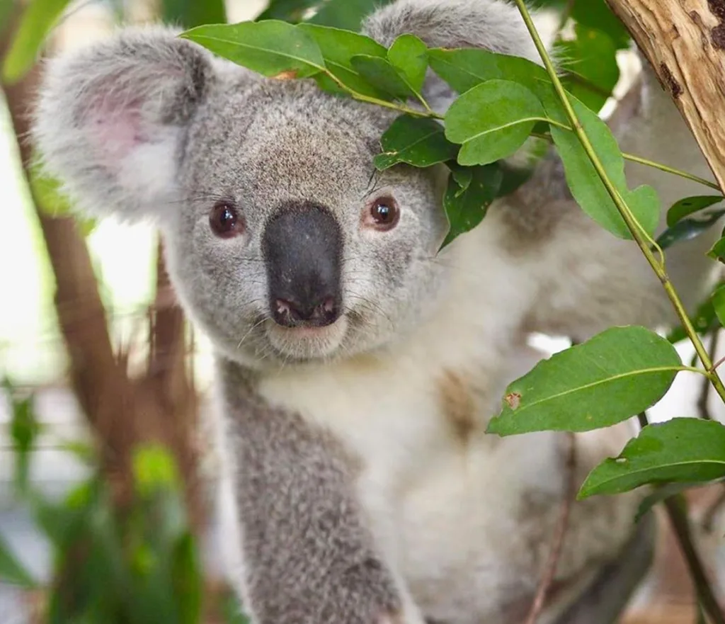 koala