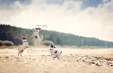 The Best Dog Friendly Beaches In Australia.