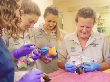 Hundreds of rescued bats recover at Australia Zoo