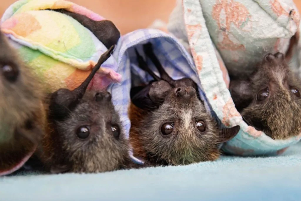 Bindi Irwin bats