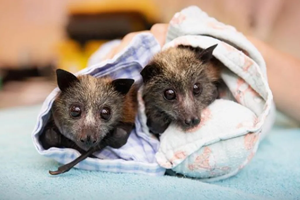 Bindi Irwin bats