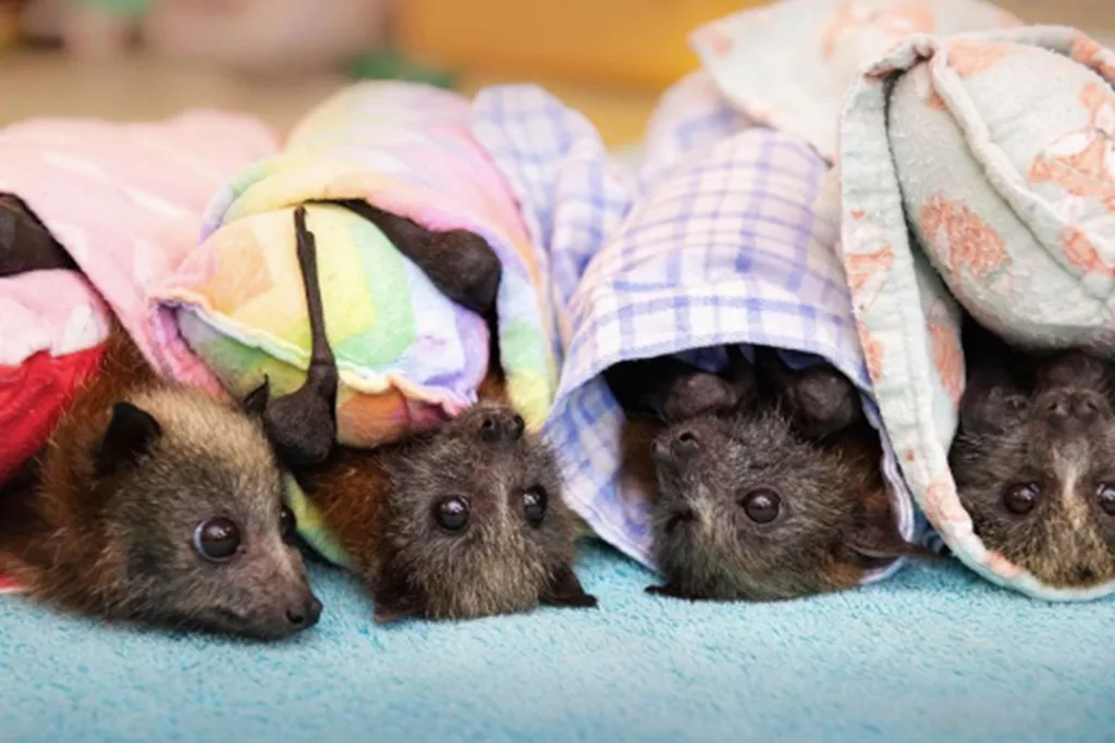 Bindi Irwin bats