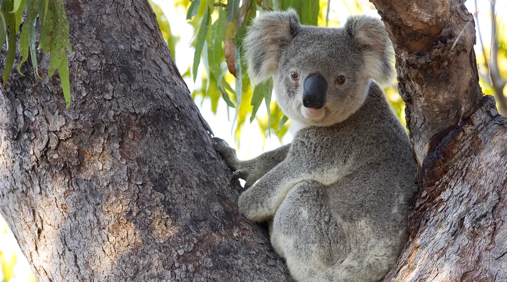 koala