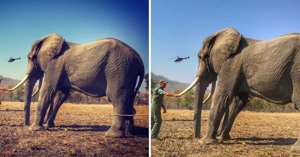 Harry posted the photo on the right to Insta - cropping the elephant's leg harness