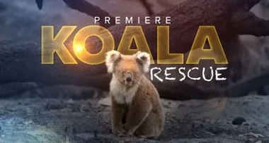 Koala Rescue premieres THIS Sunday on Seven