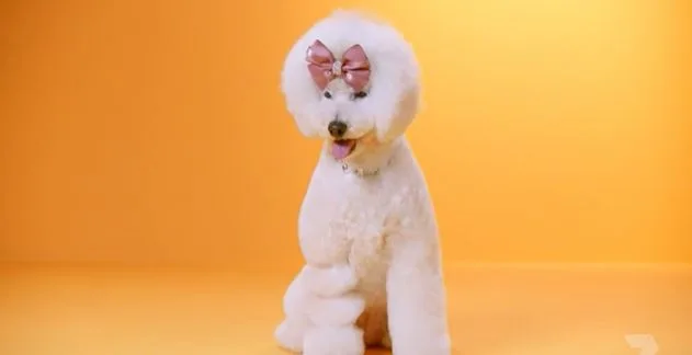 Lolly