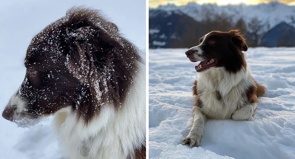 Crown Princess Mary pet Grace son Vincent