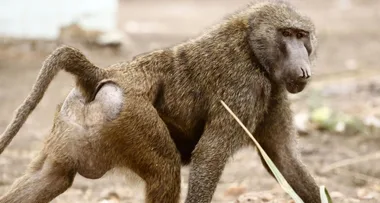 BREAKING: BABOONS on the loose in Sydney as police swarm hospital