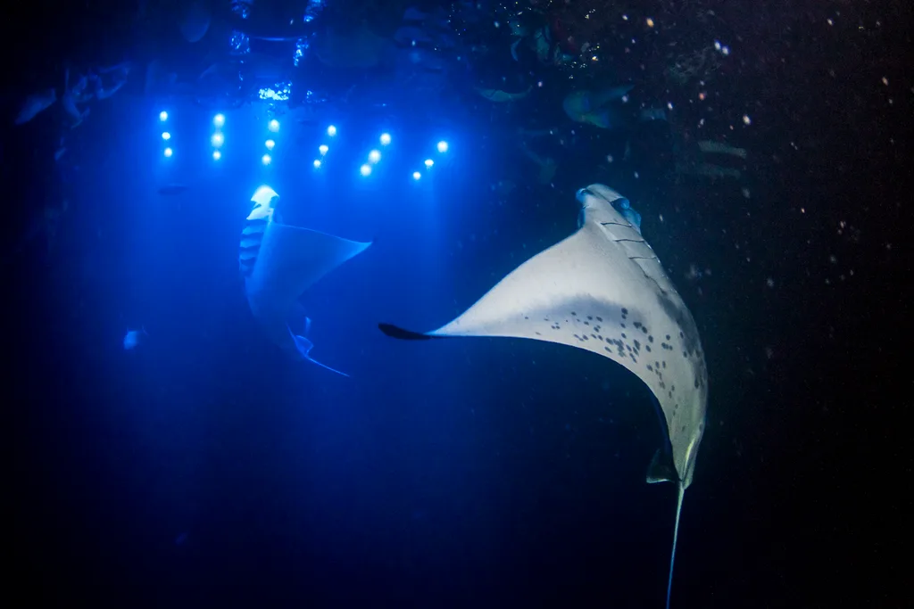 swim-manta-ray-kona-hawaii