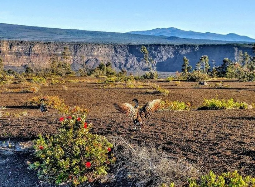 Hawaii Volcano National Park