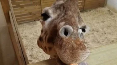 Meet adorable April the giraffe who broke the internet