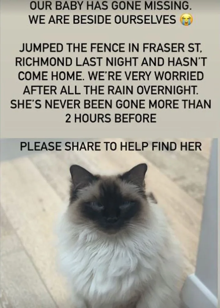 Georgia Love cat missing Pawdrey Hepburn