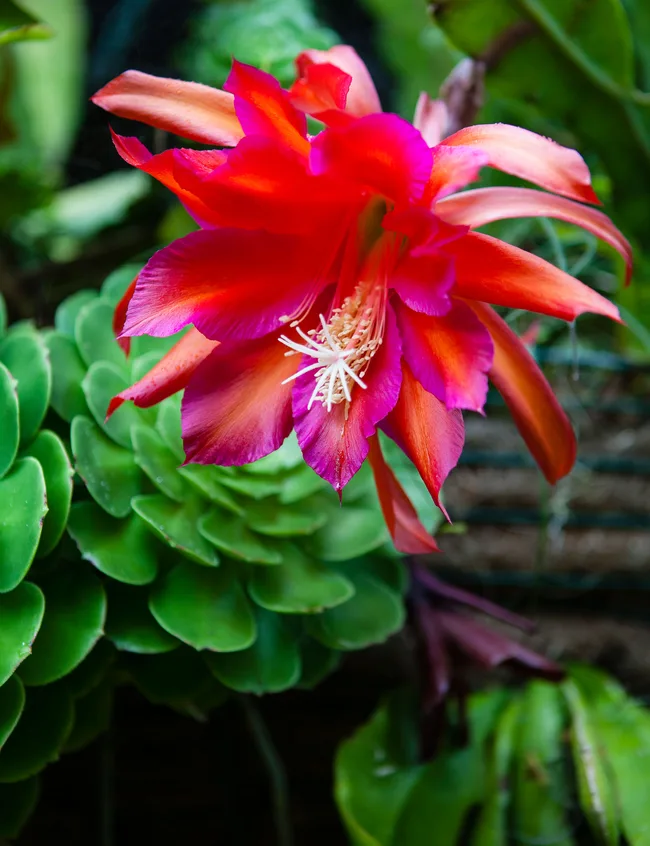 GDN-thorburn-flower-red
