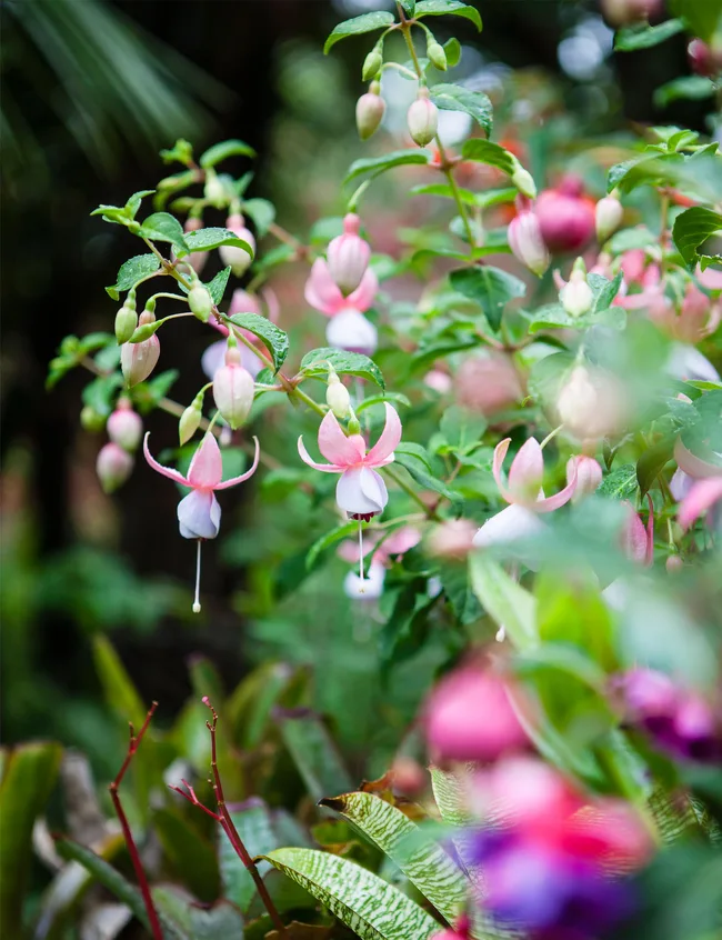 GDN-thorburn-pink-flowers
