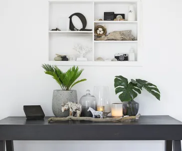 How to care for your indoor plants