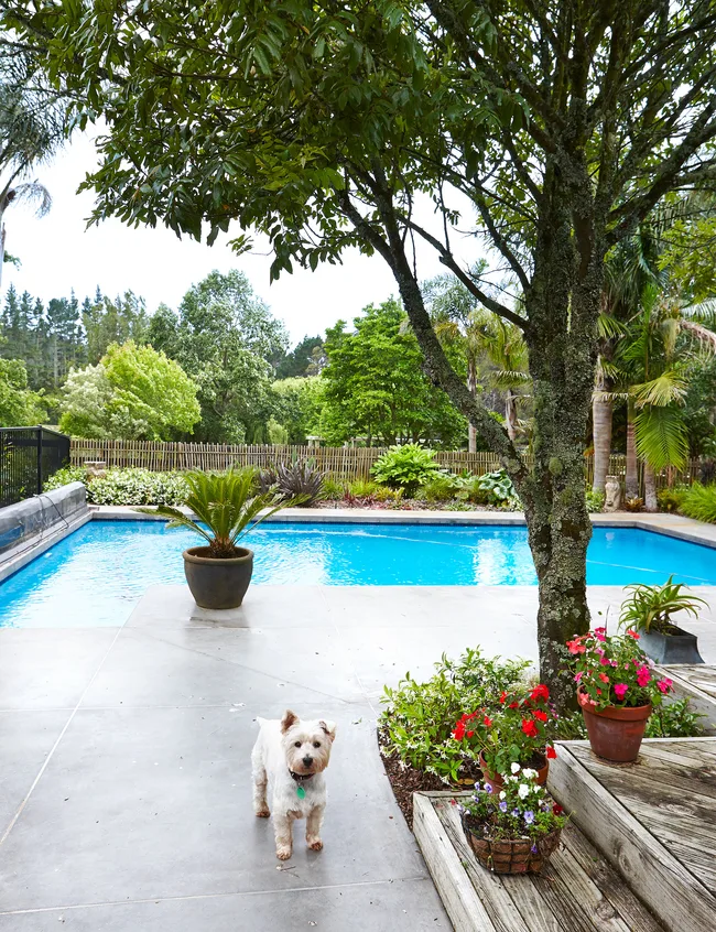 Highland terrier, rural garden, pool