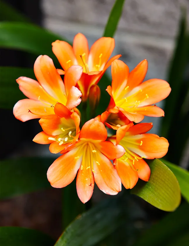 Clivia flower