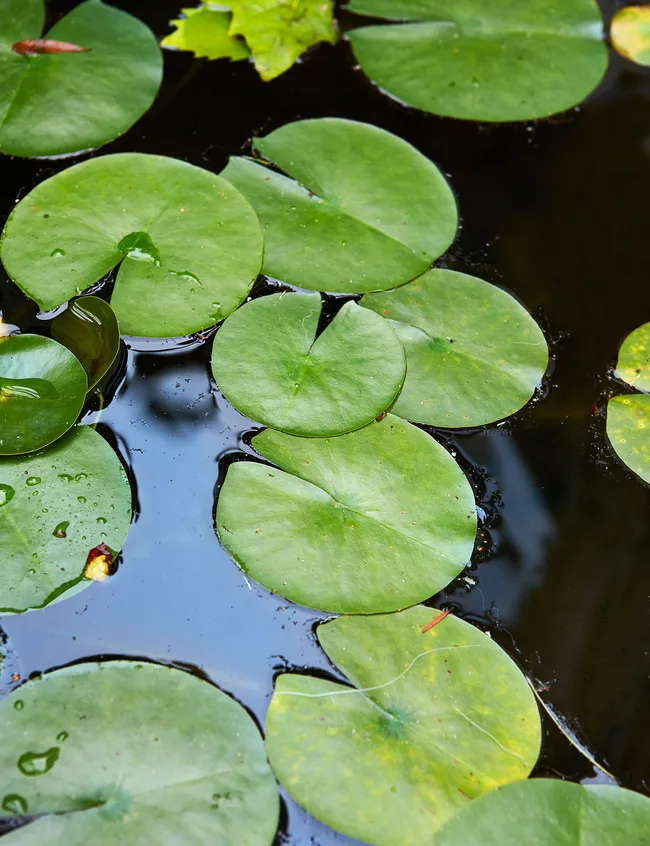 waterlilies