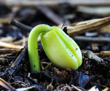 Seed Image