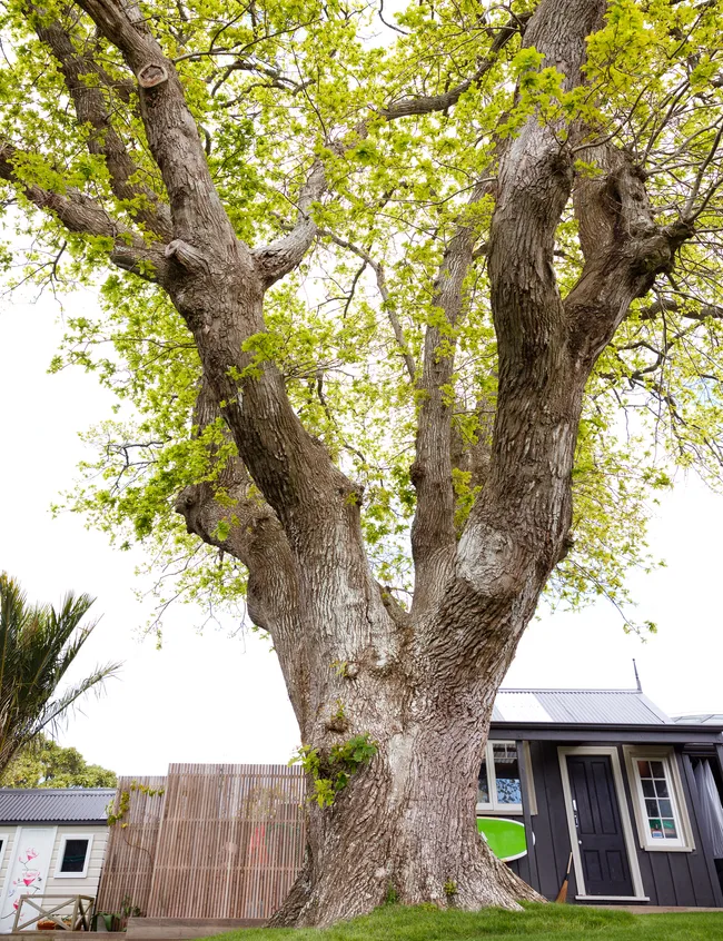 The 90-year-old oak tree that the family fell in love with.