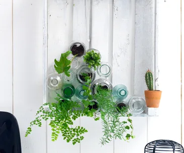 Plants, cactus, succulent, bottles