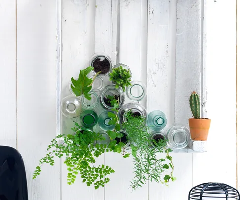 Plants, cactus, succulent, bottles
