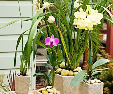 How to care for and pot an orchid
