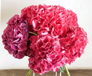 Floral Fridays: hydrangeas