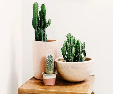 5 reasons to decorate with cacti