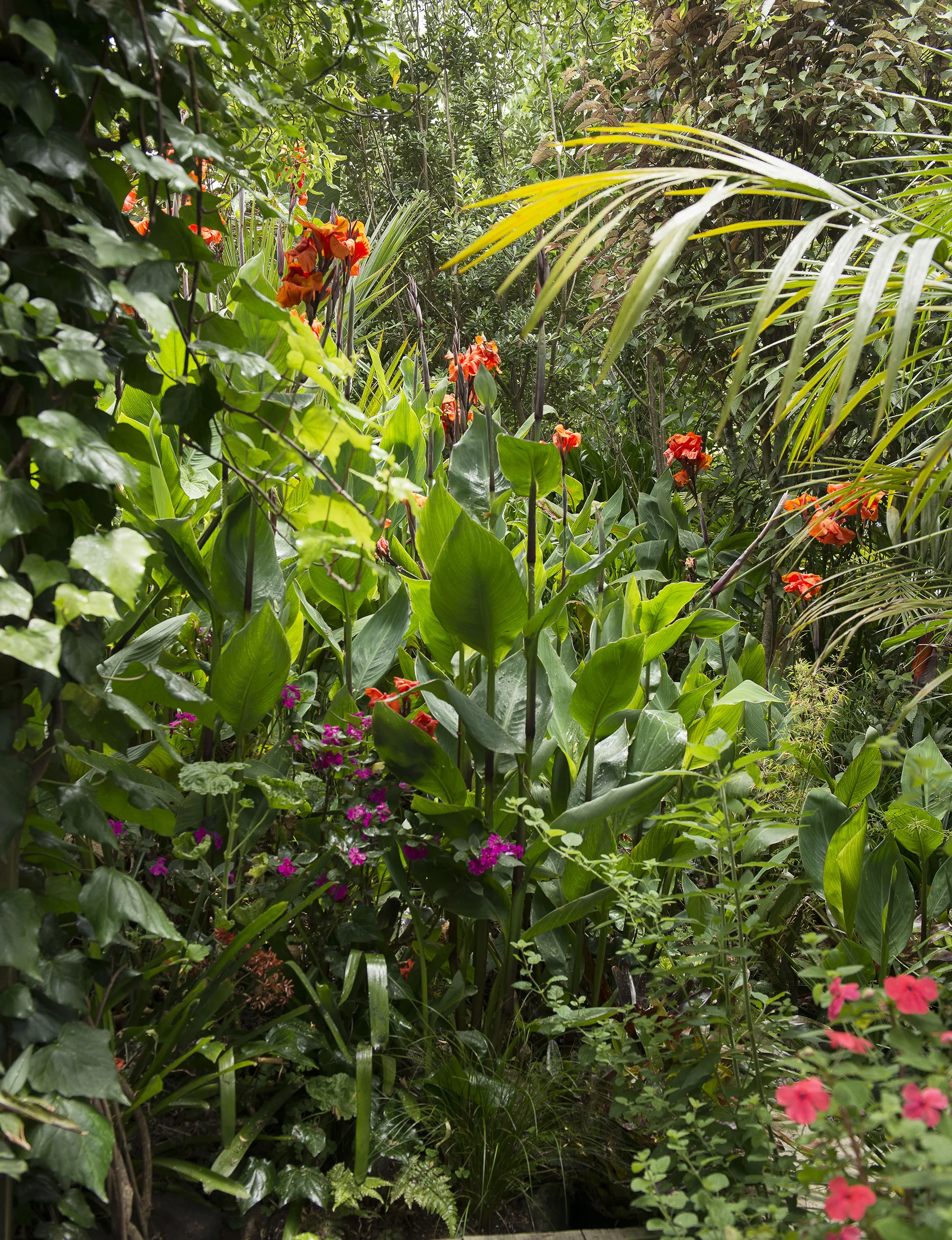 Warm conditions and plenty of water mean the subtropical plants have flourished, surrounding the house completely in colour and foliage in just five years.