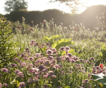 10 of the latest gardening trends