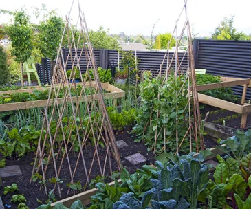 What to harvest, plant and sow in February