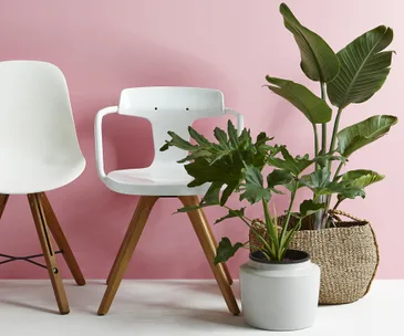 Why plants and pink are a match made in heaven