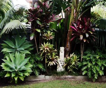 How to move and replant plants in winter
