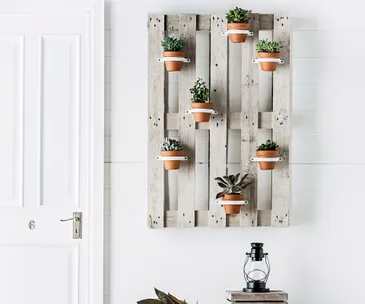 How to grow plants from cuttings
