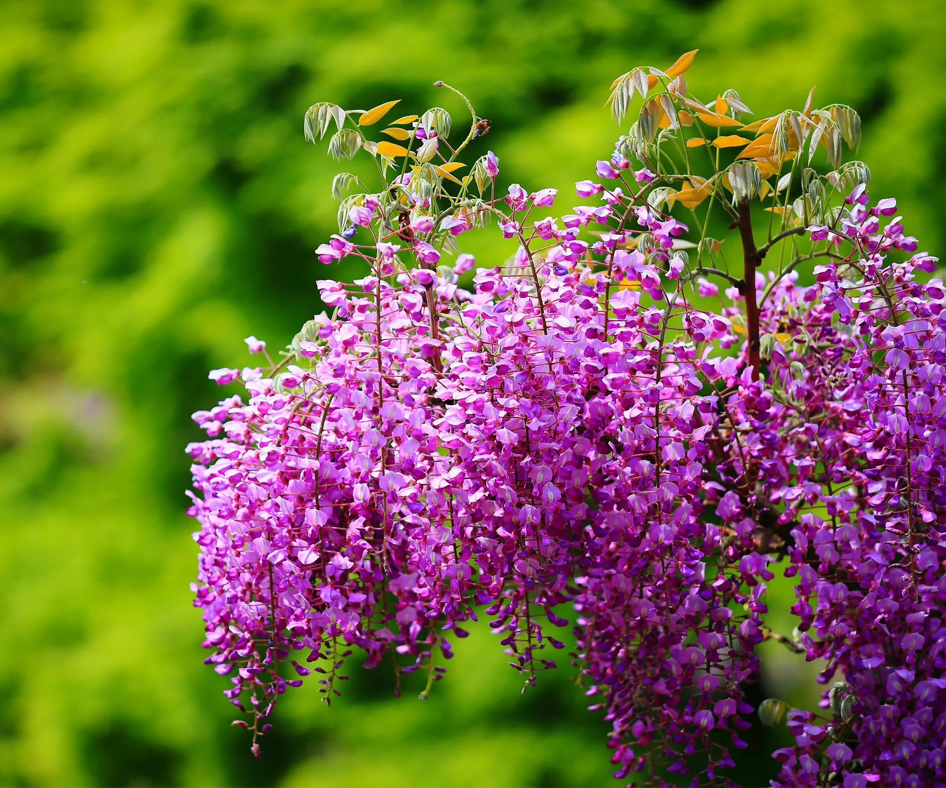 garden-makeover-3