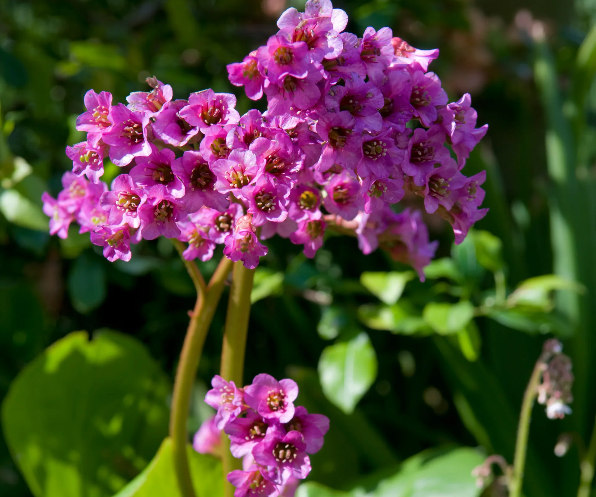 garden-makeover-4