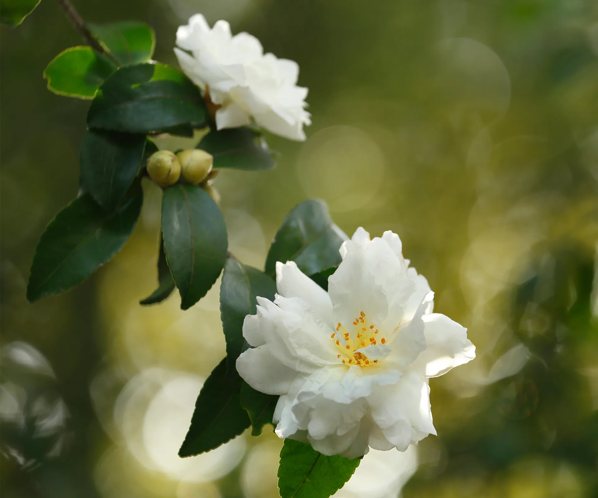 garden-makeover-5