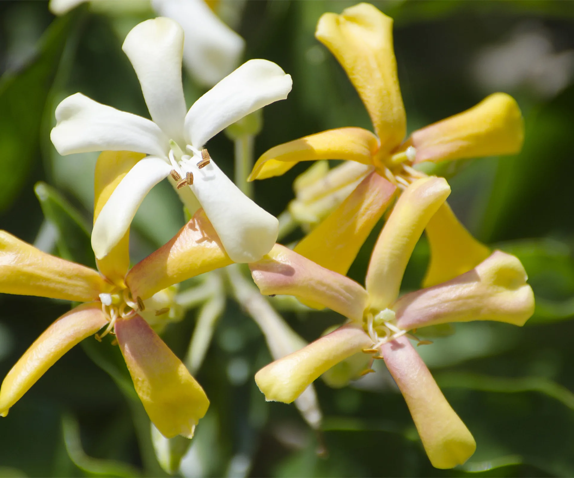 Australian frangipani.