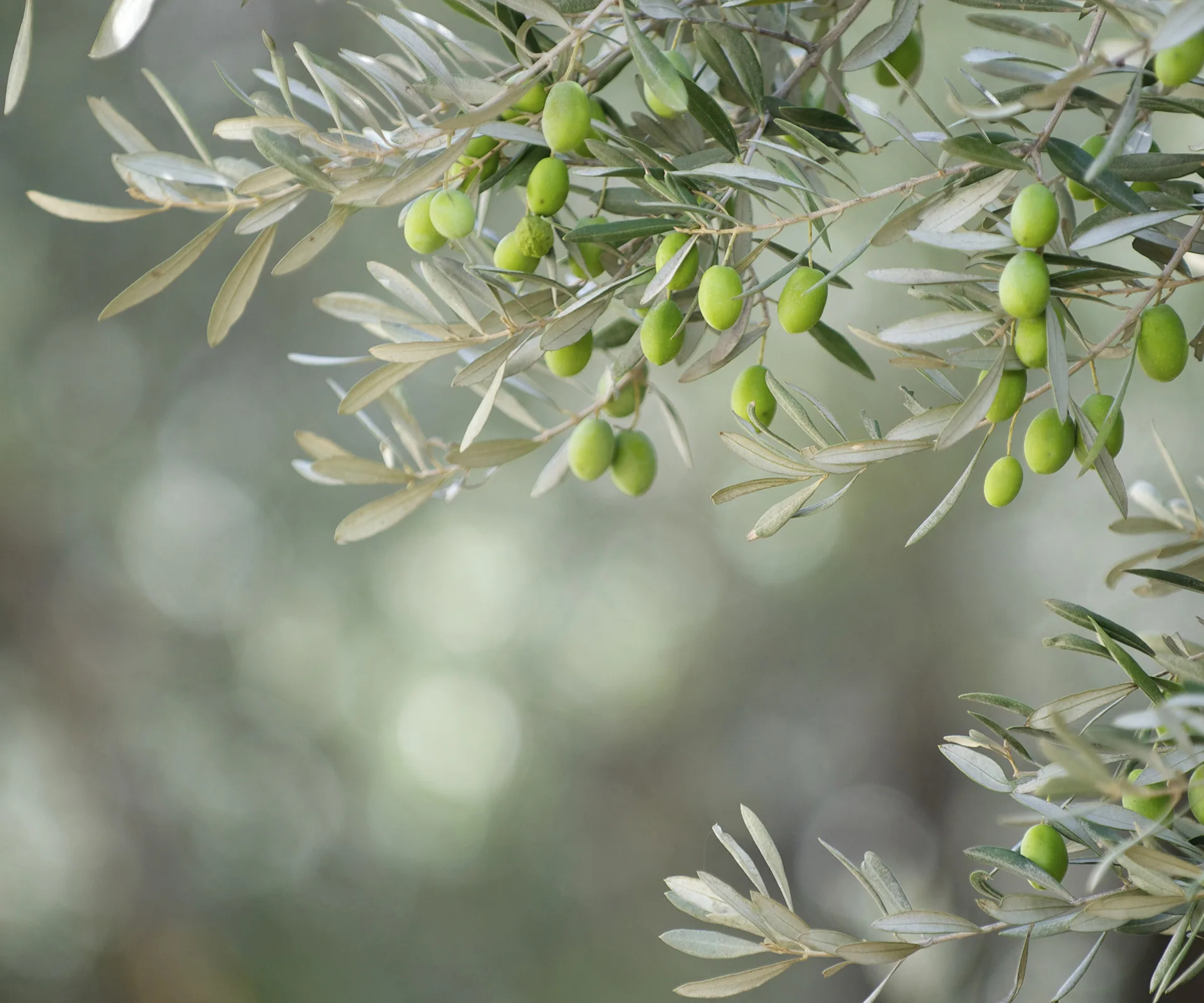 Olives.