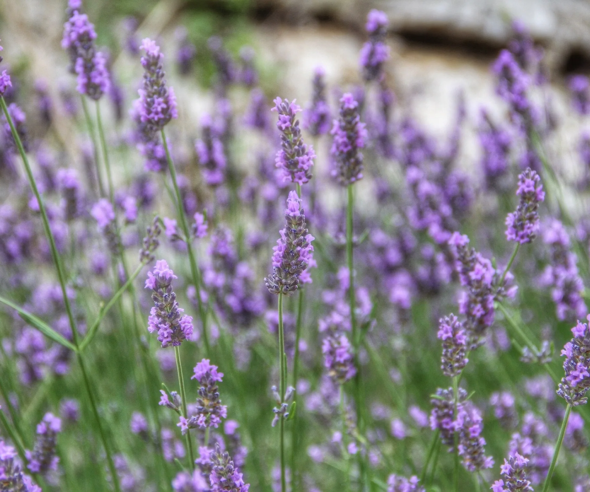 Lavender.