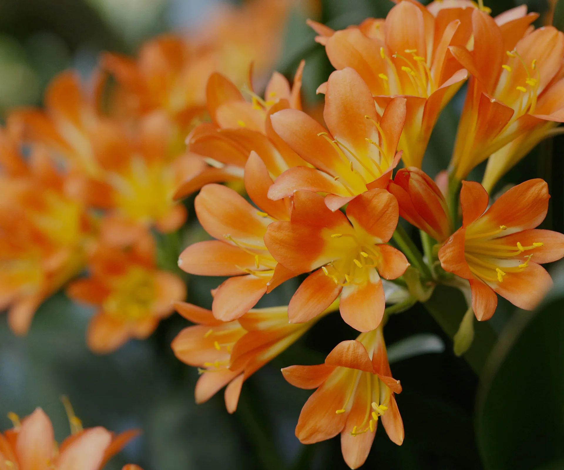 Clivia.